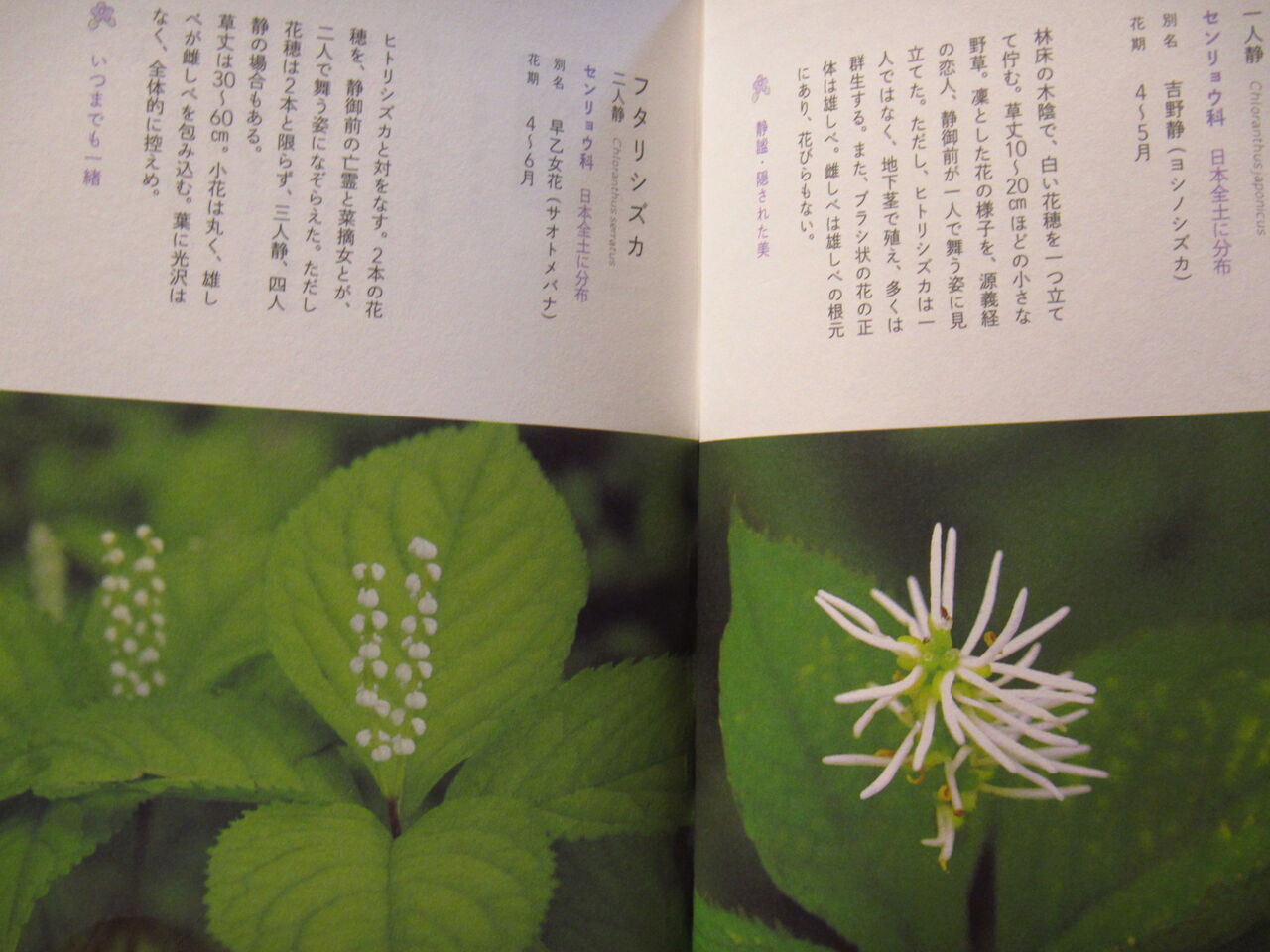 ユニークな野の花 雑草図鑑 草の辞典 葉っぱ塾 ブナの森から吹く風