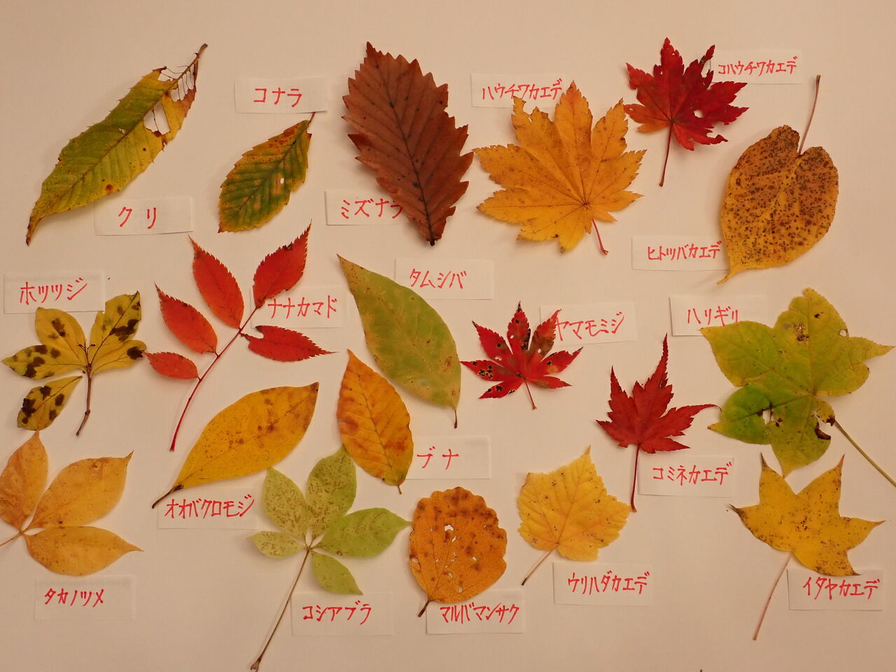 小春日和の 立冬 は熊野山へ 葉っぱ塾 ブナの森から吹く風