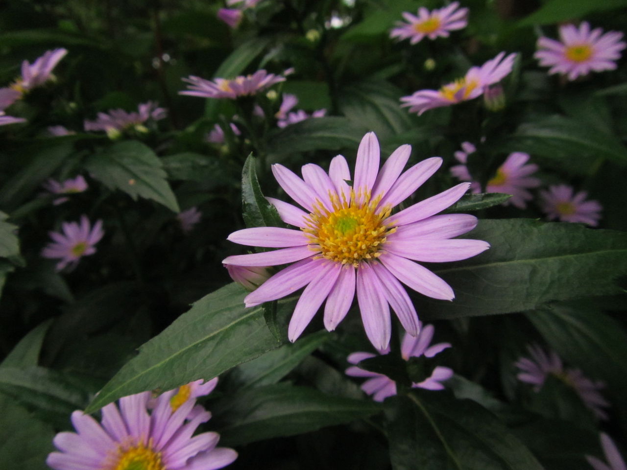 庭に咲く母の遺産 フタリシズカ ミヤコワスレ 葉っぱ塾 ブナの森から吹く風