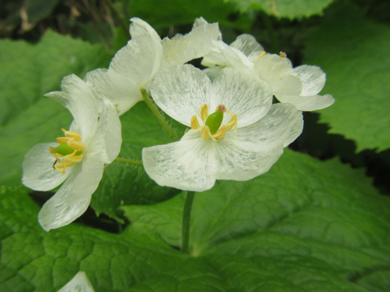 咲き始めた 朝日連峰のヒメサユリも 大朝日岳 古寺ルート下見報告 葉っぱ塾 ブナの森から吹く風