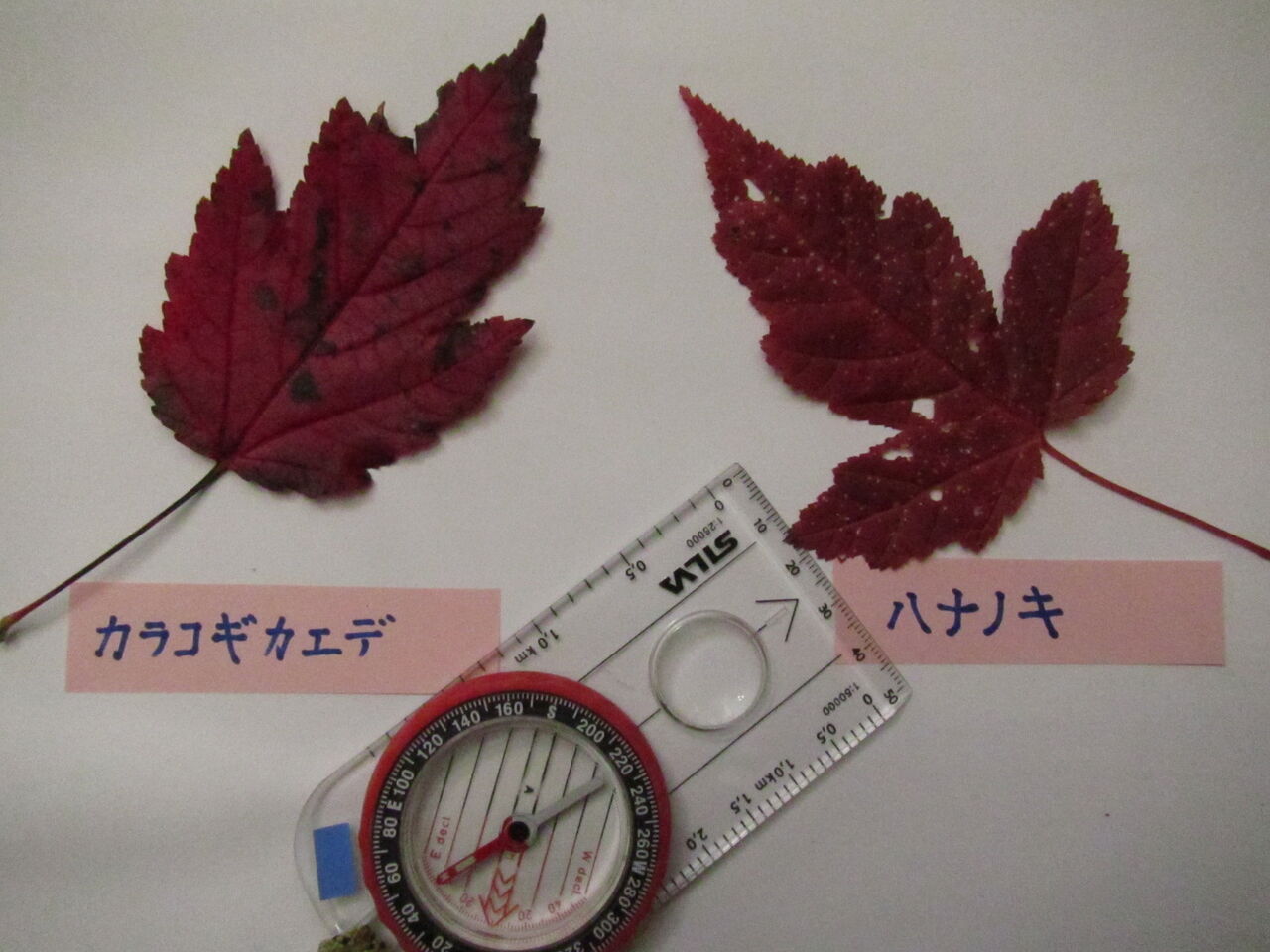 おお これもモミジの仲間 上山西山で出会う 新顔 葉っぱ塾 ブナの森から吹く風