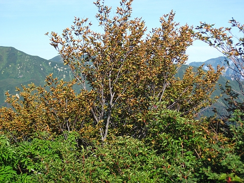 IMG_7594 IMG_7594