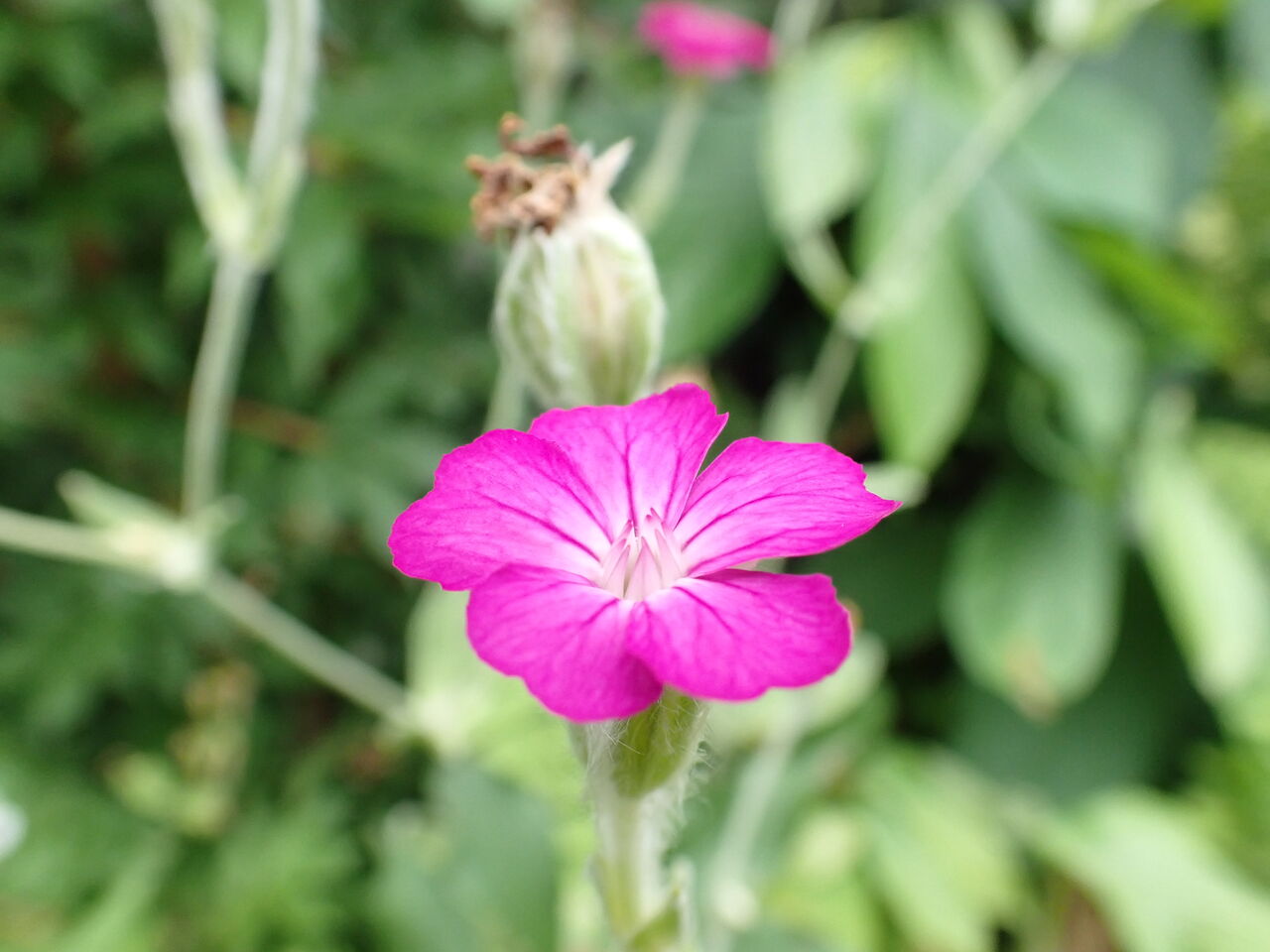 緑濃いわが家の庭に咲く花々 葉っぱ塾 ブナの森から吹く風