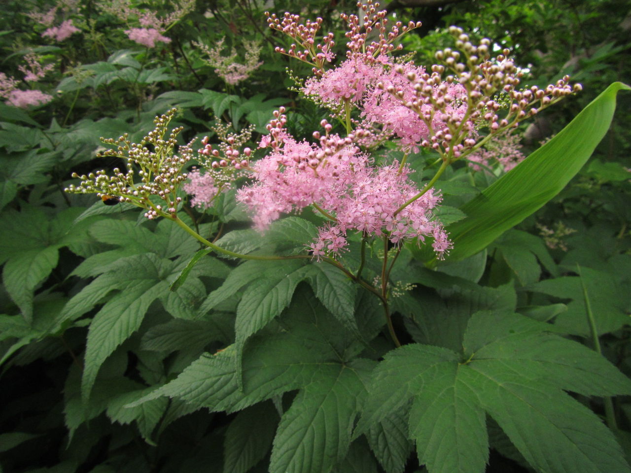 今年も咲いた庭のシモツケソウ 葉っぱ塾 ブナの森から吹く風 今年も咲いた庭のシモツケソウ 葉っぱ塾 ブナの森から吹く風