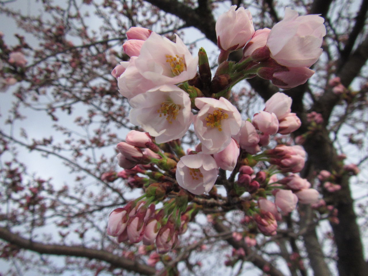 長井の桜 咲き始めました 葉っぱ塾 ブナの森から吹く風