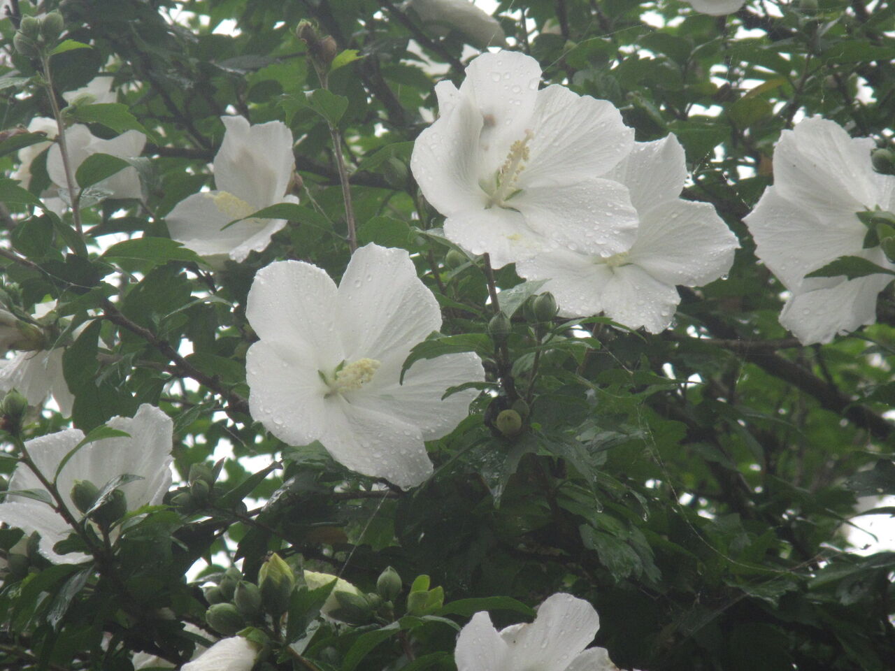 は 大臣 に なれ なぜ のか 君 総理 ない