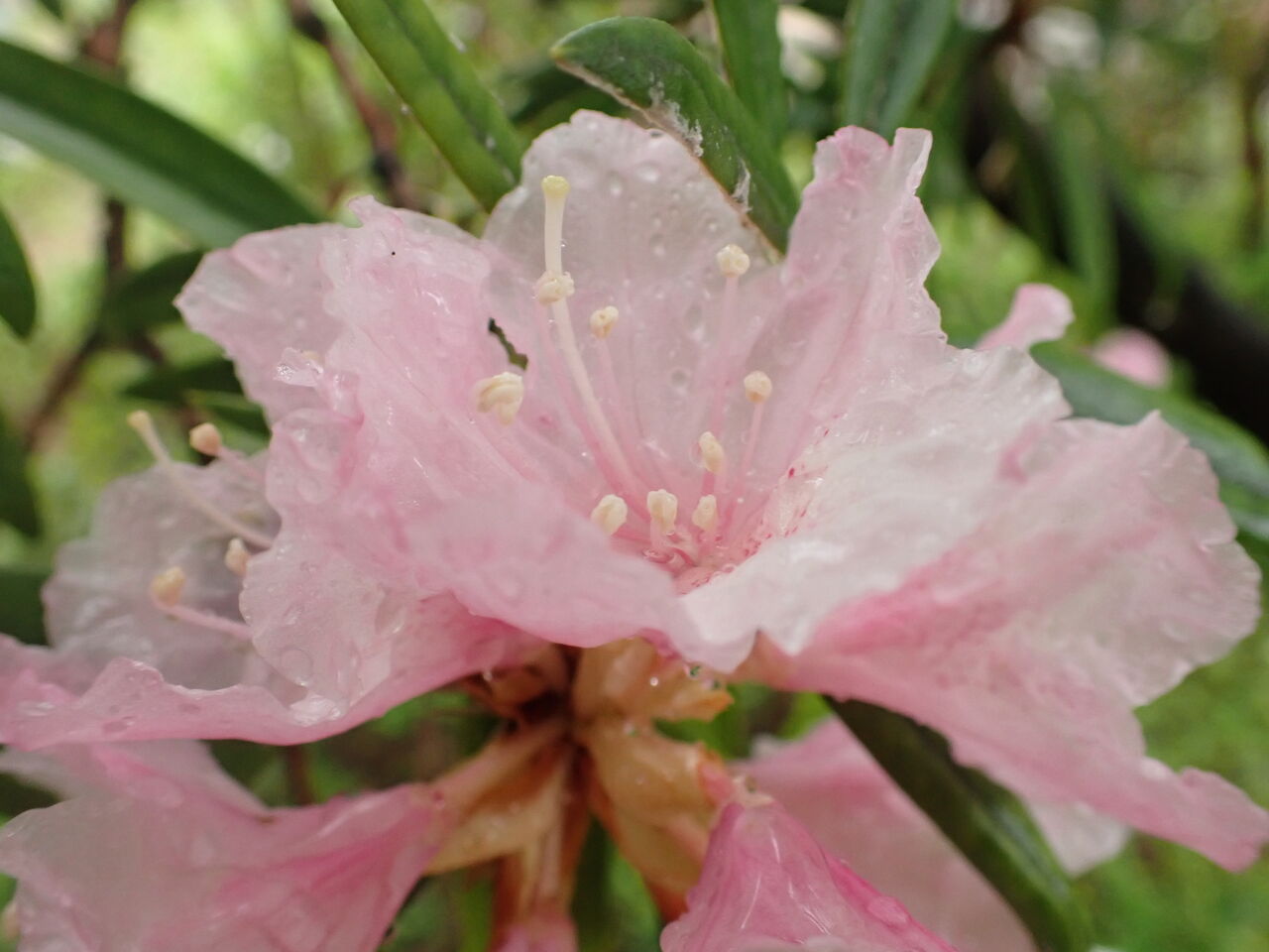 初夏のわが家の庭の花々 葉っぱ塾 ブナの森から吹く風
