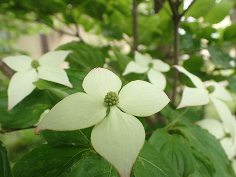 庭に咲く初夏の白い花3種 今夜は満月 そして皆既月食 葉っぱ塾 ブナの森から吹く風 庭に咲く初夏の白い花3種 今夜は満月 そして皆既月食 葉っぱ塾 ブナの森から吹く風
