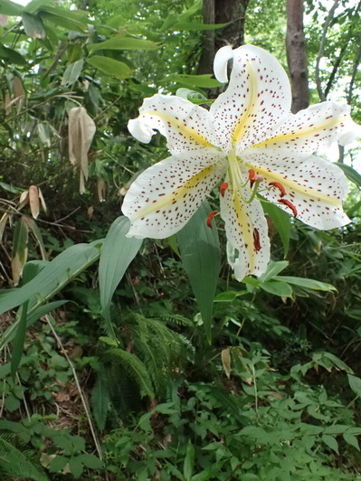 P7173467