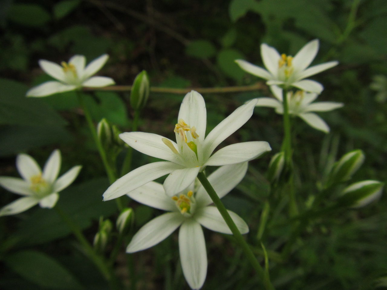 初夏の花が次々咲くわが家の庭 葉っぱ塾 ブナの森から吹く風 初夏の花が次々咲くわが家の庭 葉っぱ塾 ブナの森から吹く風