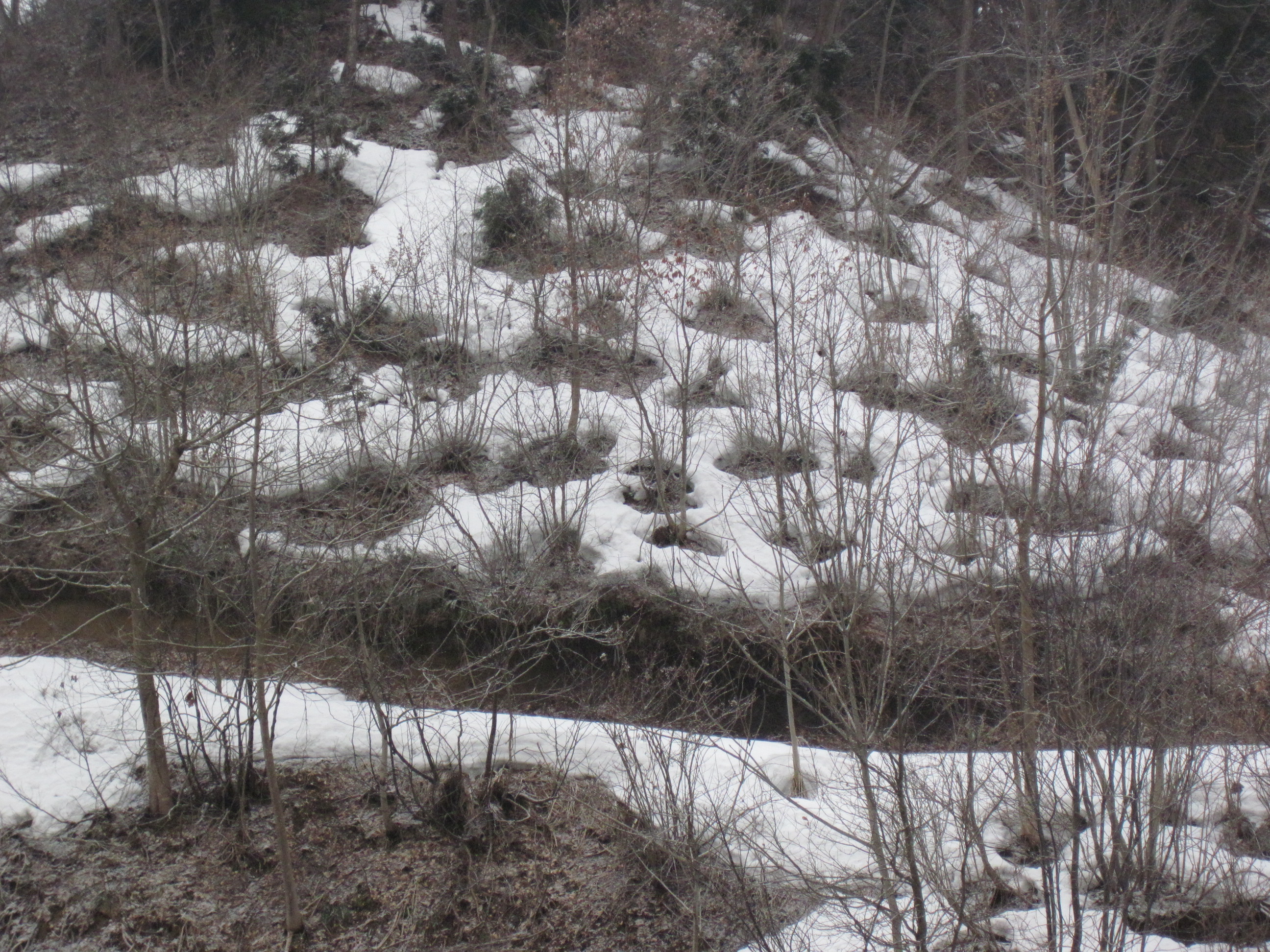 近づく春 葉っぱ塾 ブナの森から吹く風