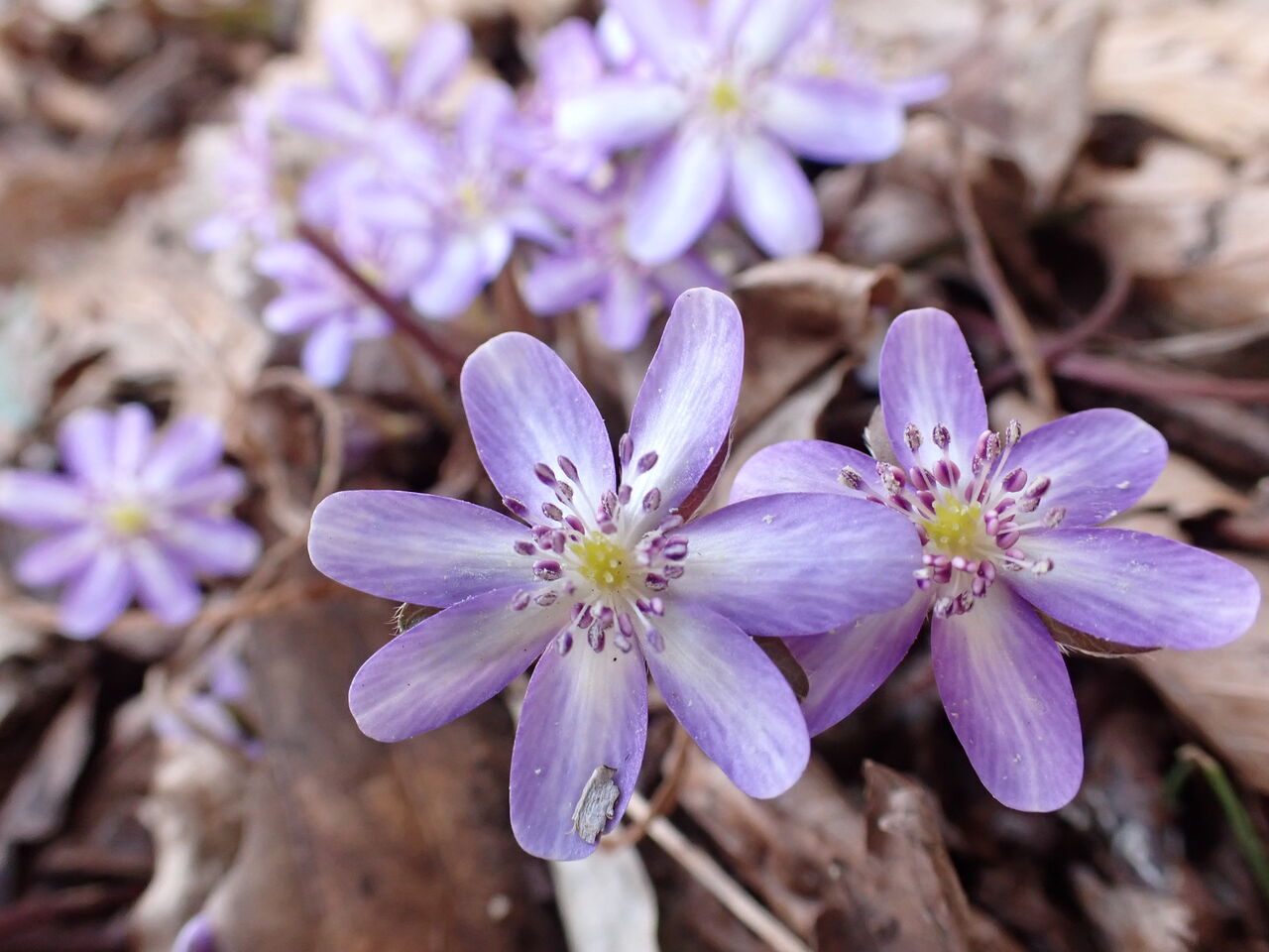土の香り 咲き始めた可憐なオオミスミソウ 花の百名山 角田山下見 葉っぱ塾 ブナの森から吹く風