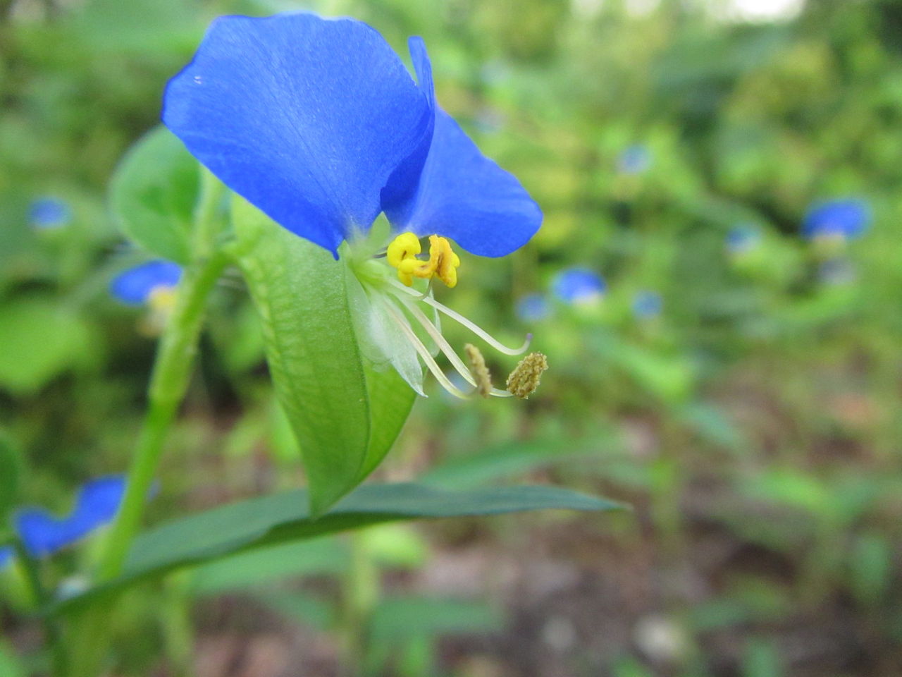 路傍の小さな秋の花 葉っぱ塾 ブナの森から吹く風