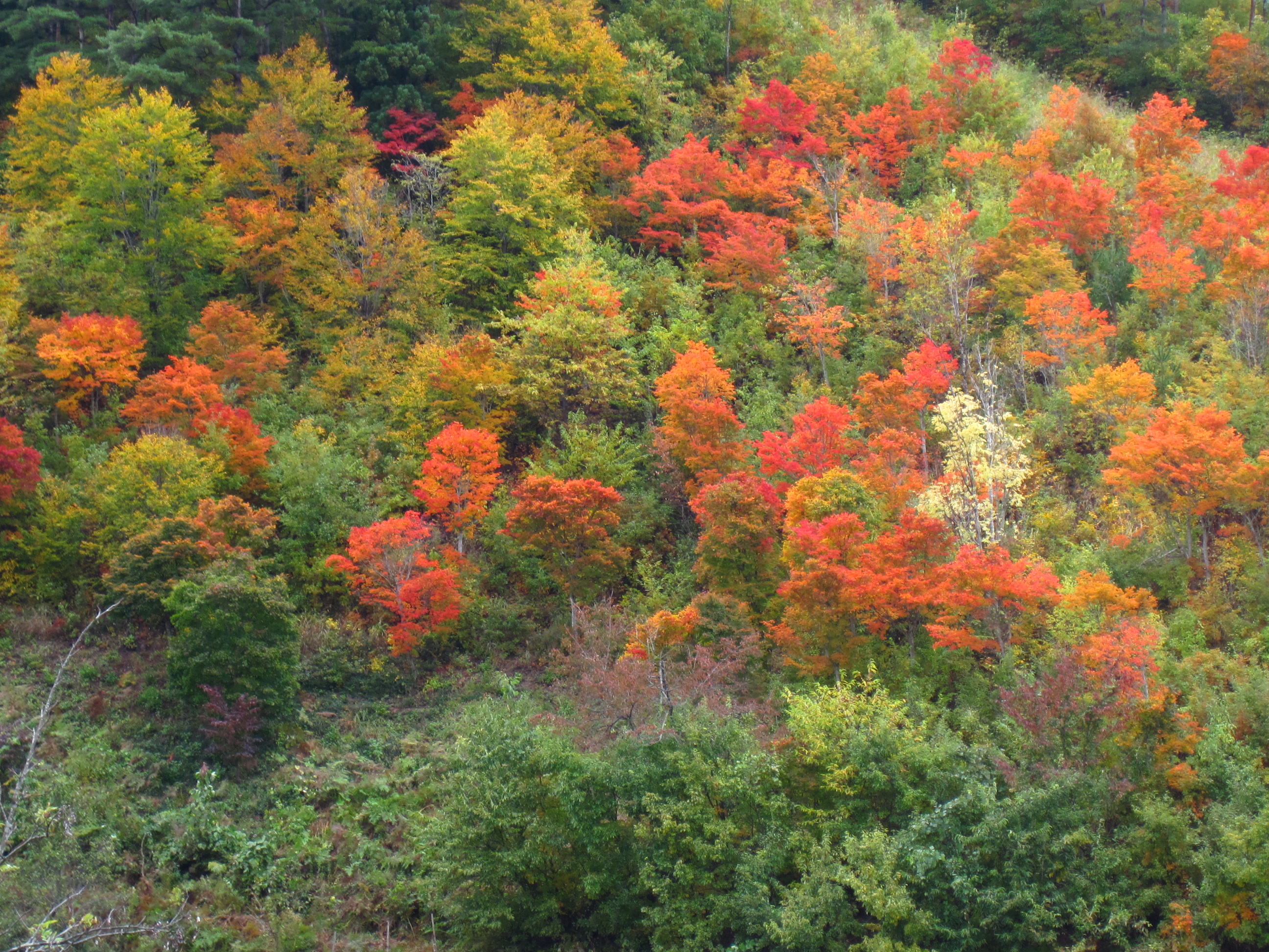裏磐梯への行き帰り 紅葉と磐梯山 葉っぱ塾 ブナの森から吹く風