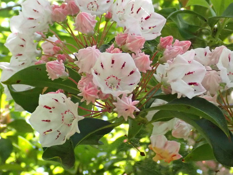 P5292071
