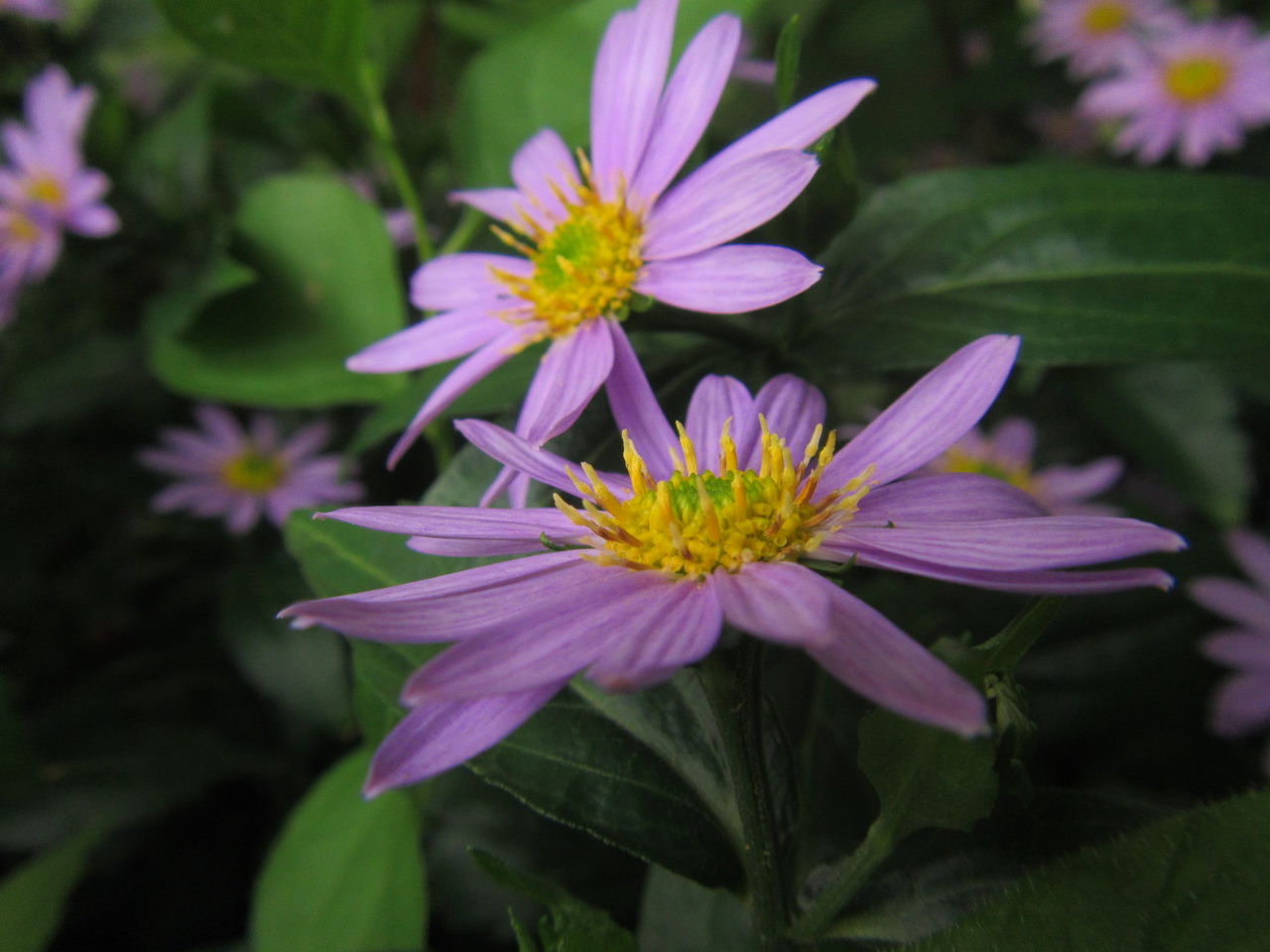 初夏の花が次々咲くわが家の庭 葉っぱ塾 ブナの森から吹く風