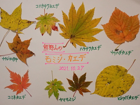 山採り ウリハダカエデ - www.toledofibra.com.br