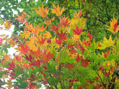 IMG_2125庭のヤマモミジ