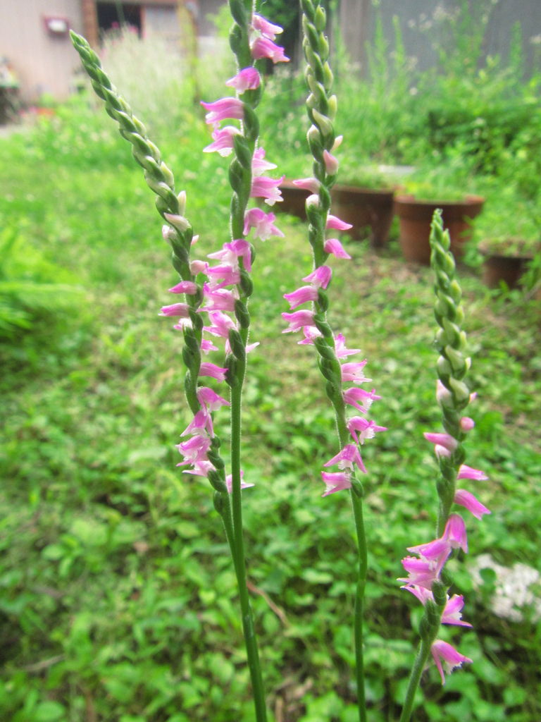 上に向かって花を咲かせるネジバナに心寄せて 葉っぱ塾 ブナの森から吹く風