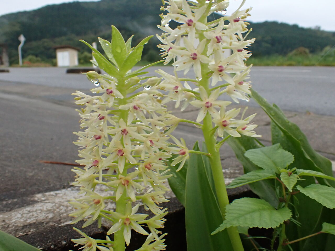 初めて見たパイナップルリリー 葉っぱ塾 ブナの森から吹く風 初めて見たパイナップルリリー 葉っぱ塾 ブナの森から吹く風