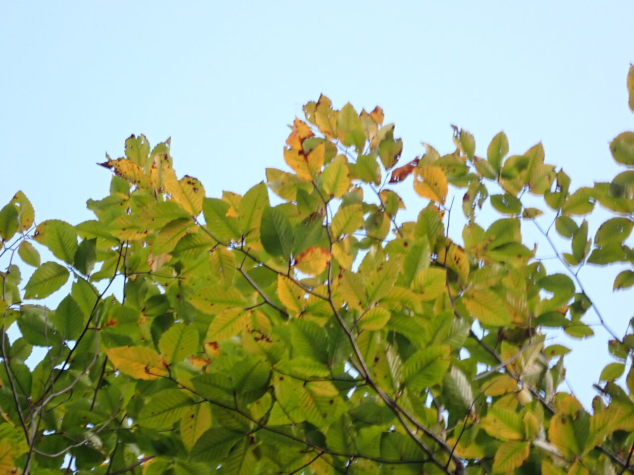 黄葉始まる庭のブナ きょうから１０月 葉っぱ塾 ブナの森から吹く風