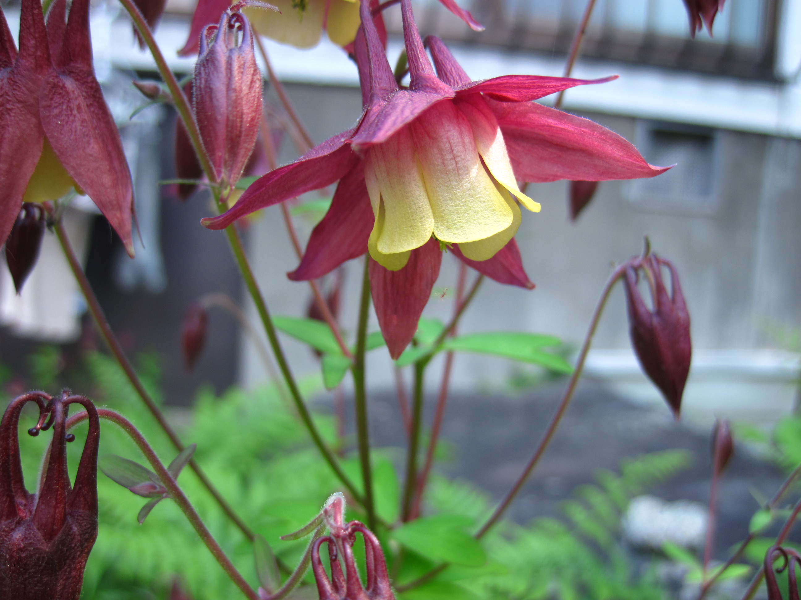 小さな森の花 葉っぱ塾 ブナの森から吹く風