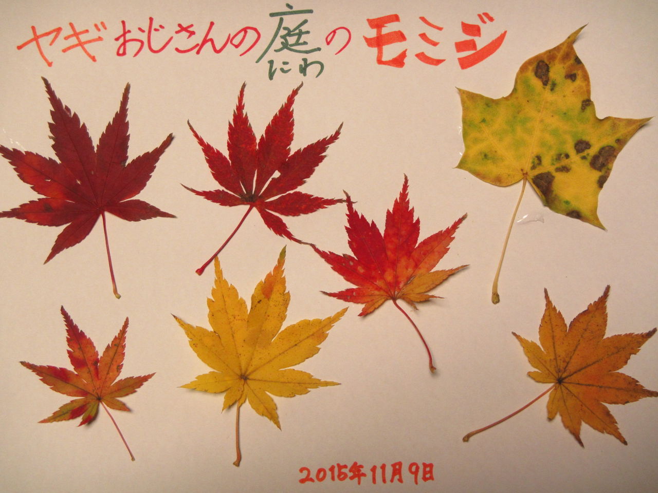 庭の落ち葉で遊ぶ 散りゆく紅葉を惜しむ初冬 葉っぱ塾 ブナの森から吹く風