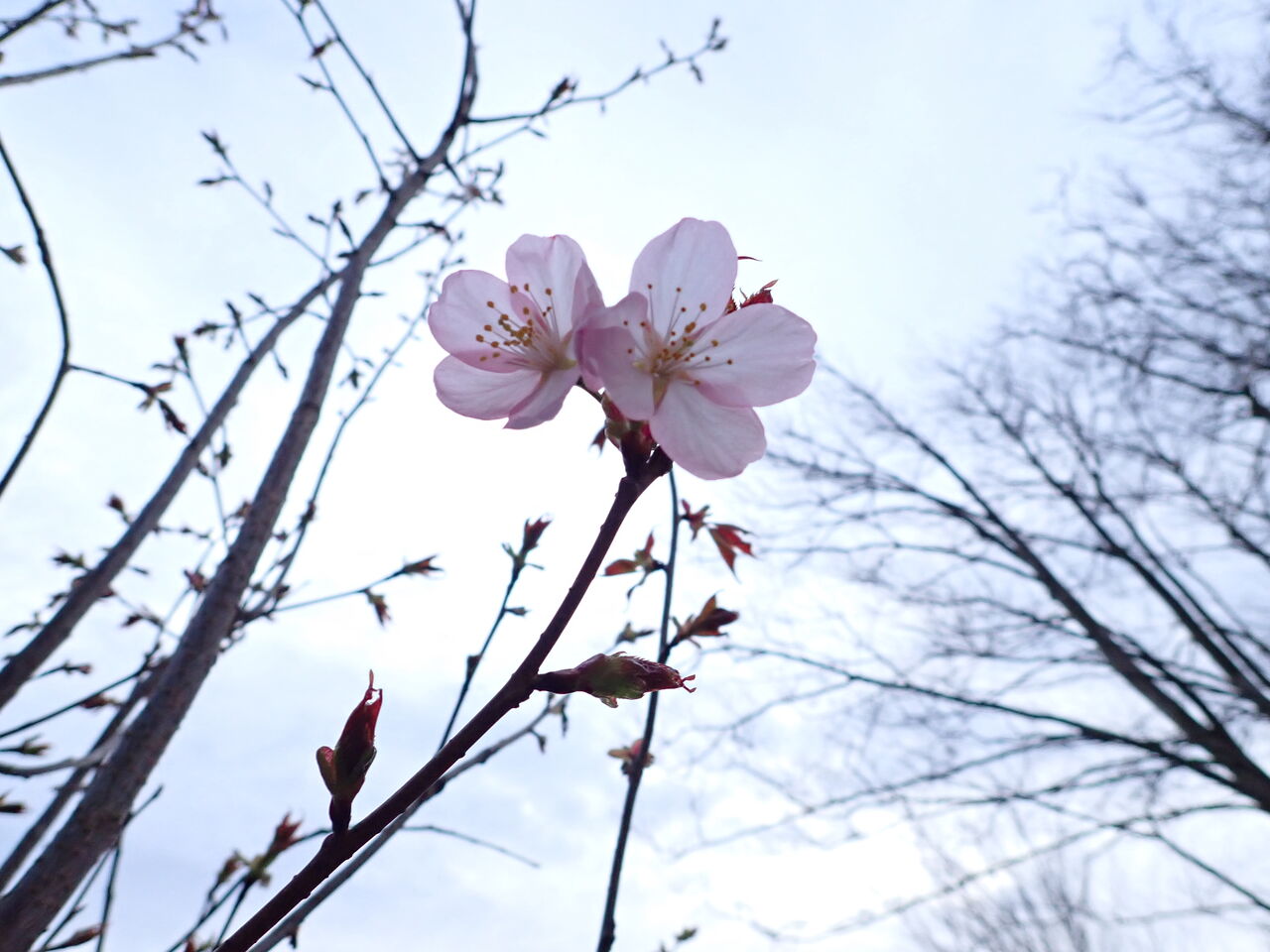 庭のオオヤマザクラの若木 開花 葉っぱ塾 ブナの森から吹く風 庭のオオヤマザクラの若木 開花 葉っぱ塾 ブナの森から吹く風