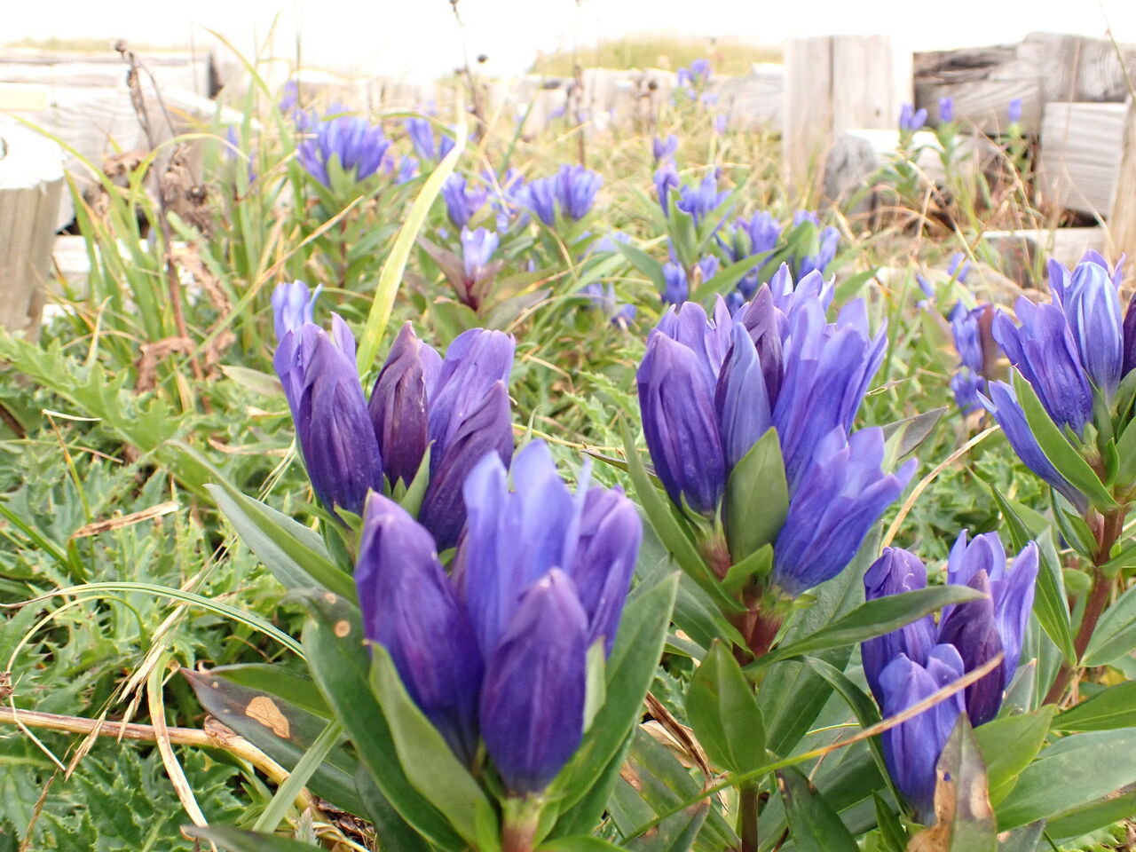 リンドウ ウメバチソウ咲く月山 葉っぱ塾 ブナの森から吹く風