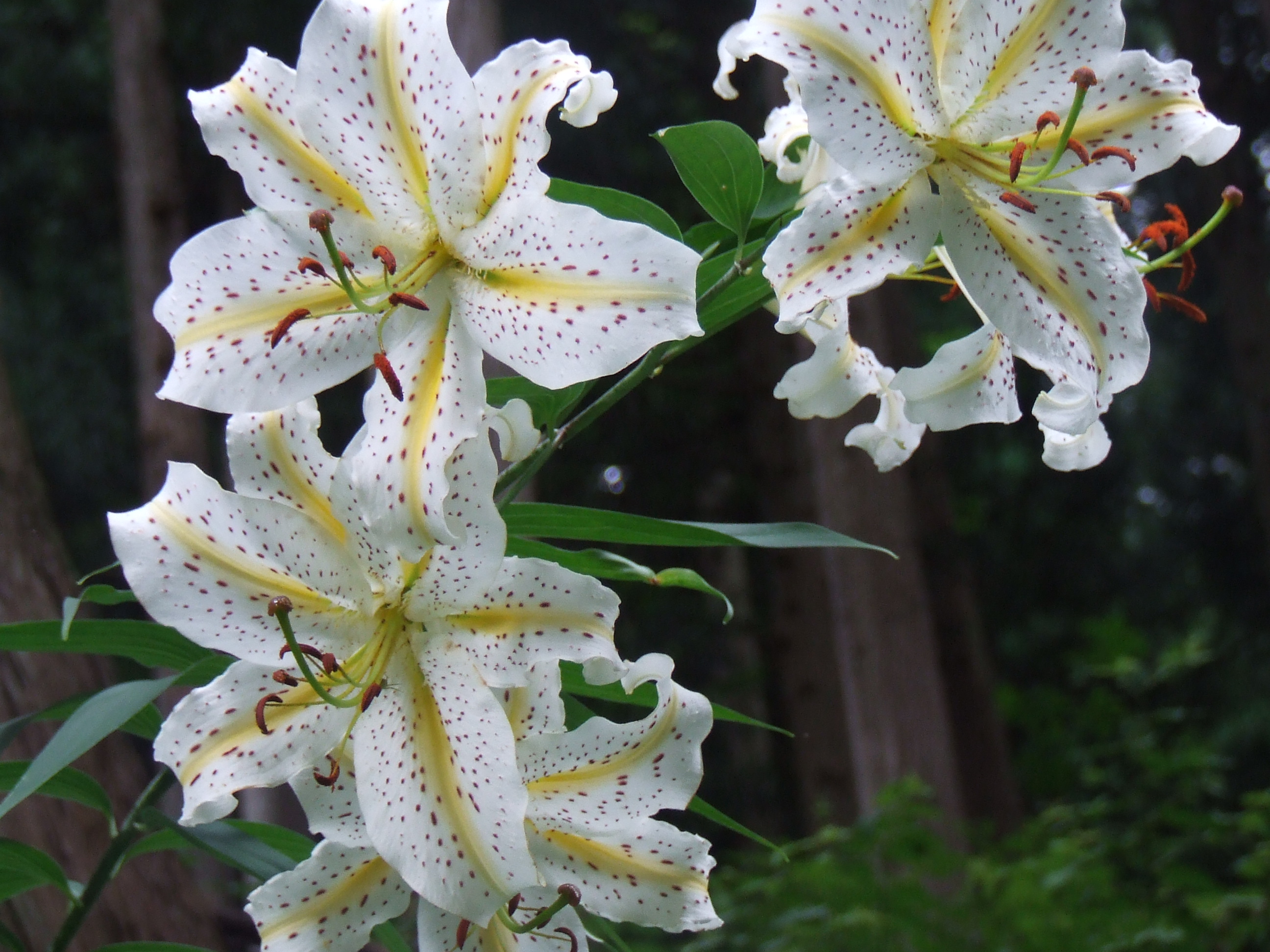 ヤマユリが見ごろを迎えています 葉っぱ塾 ブナの森から吹く風