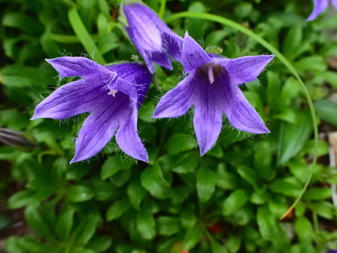 P7073371