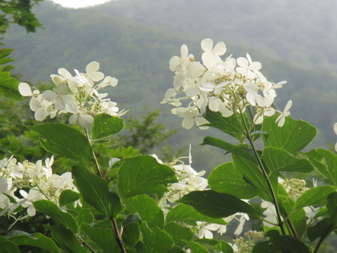 IMG_2520¥Î¥ê¥¦¥Ä¥®