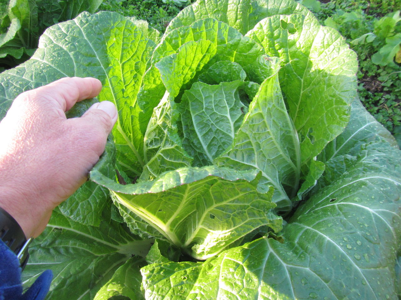 畑の白菜 初収穫 一冬越せるかな 葉っぱ塾 ブナの森から吹く風