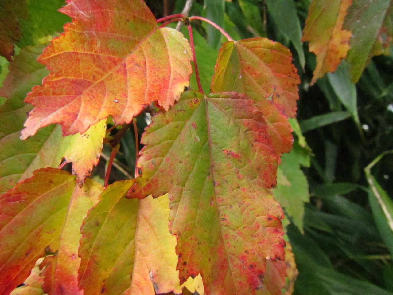 鹿子木楓（カラコギカエデ）盆栽 SS003 鹿子木楓（カラコギカエデ）盆栽 SS003