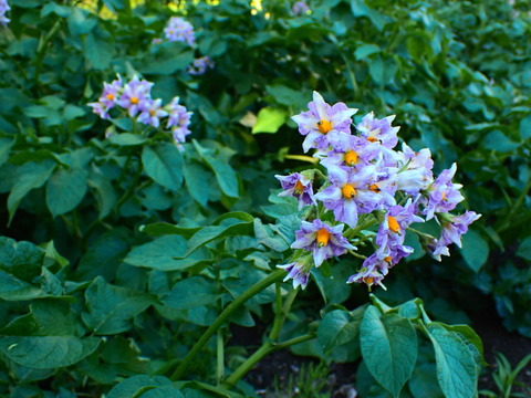 P6172422