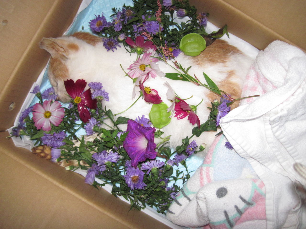 愛猫の死 子どもたちの成長 中秋の名月の日に 葉っぱ塾 ブナの森から吹く風
