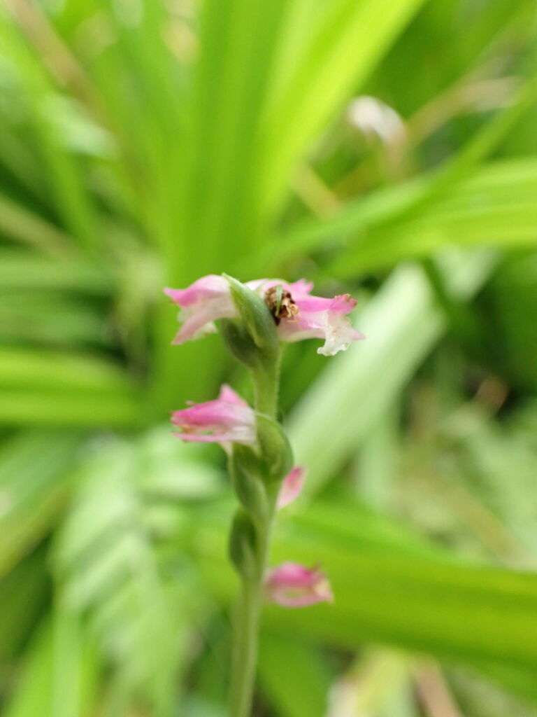 緑濃いわが家の庭に咲く花々 葉っぱ塾 ブナの森から吹く風 緑濃いわが家の庭に咲く花々 葉っぱ塾 ブナの森から吹く風