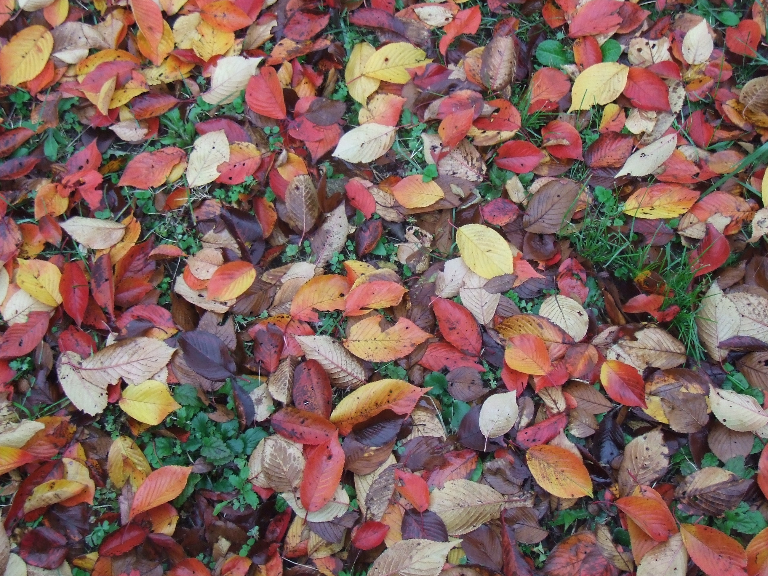 母校の桜の落葉 葉っぱ塾 ブナの森から吹く風 母校の桜の落葉 葉っぱ塾 ブナの森から吹く風