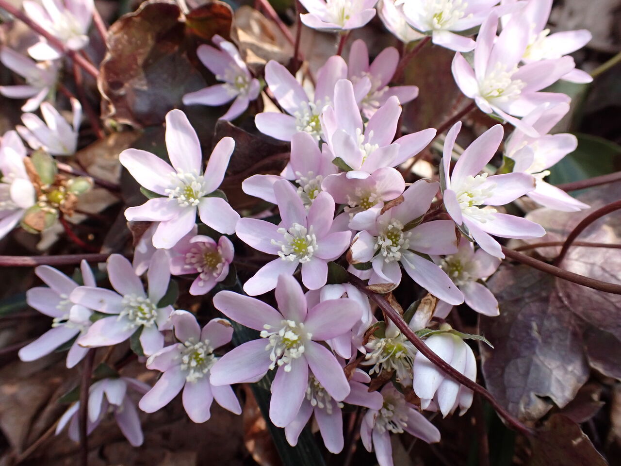 土の香り 咲き始めた可憐なオオミスミソウ 花の百名山 角田山下見 葉っぱ塾 ブナの森から吹く風