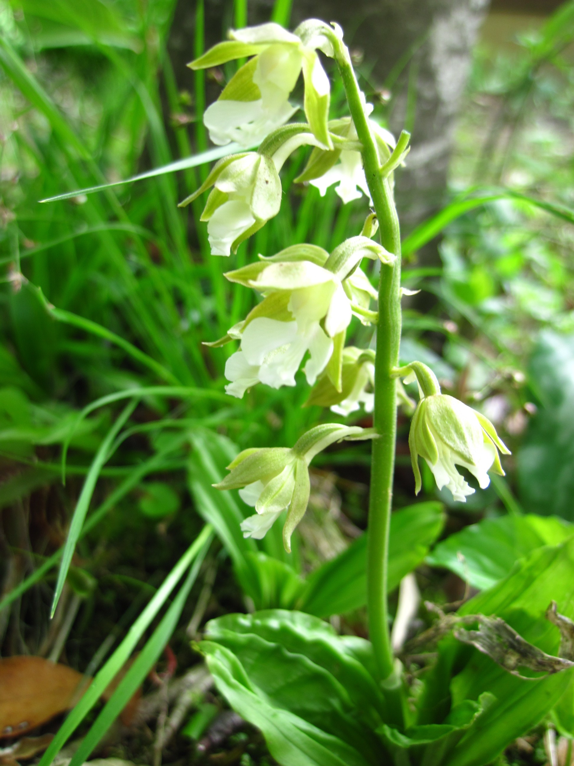 小さな森の花 葉っぱ塾 ブナの森から吹く風