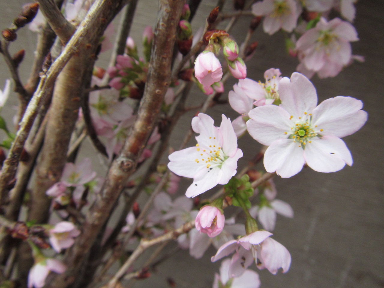 被災地に山形の啓翁桜を運ぶ 葉っぱ塾 ブナの森から吹く風