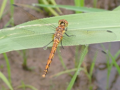 P7043331