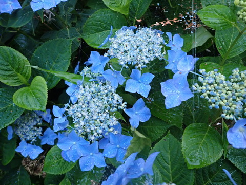 P6232519
