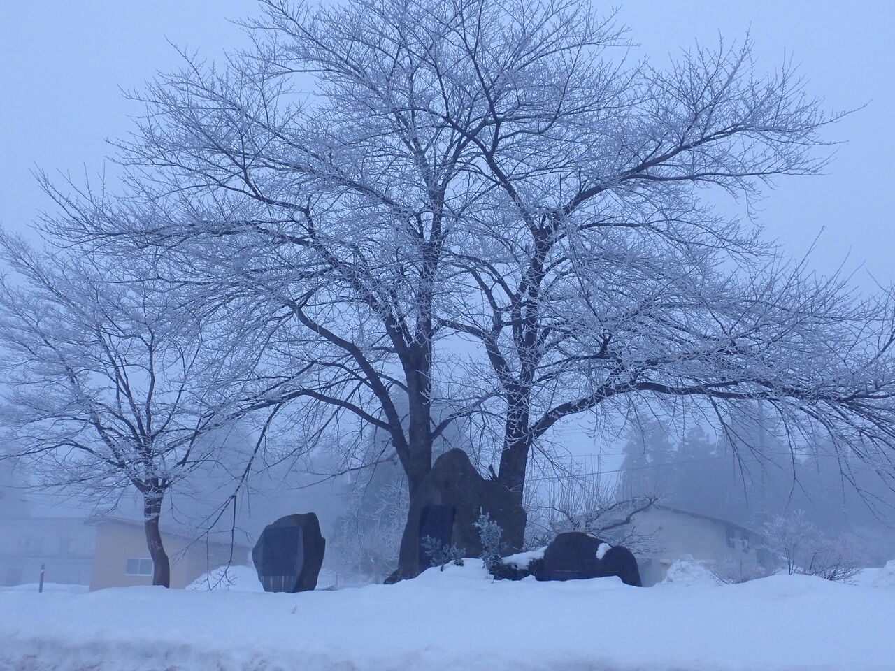 霧氷の花咲く好天翌日の朝 葉っぱ塾 ブナの森から吹く風