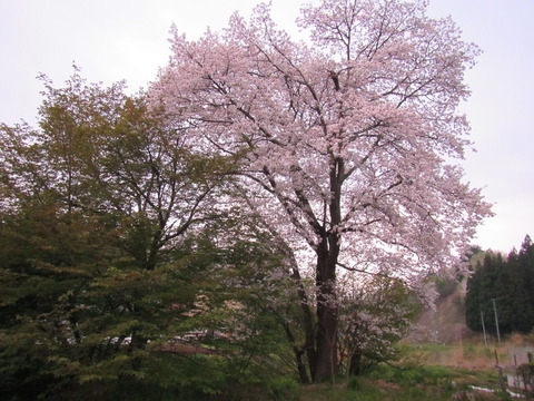 IMG_8678¾å°Ëº´Âô¤ÎÃÙ¤¤ºù
