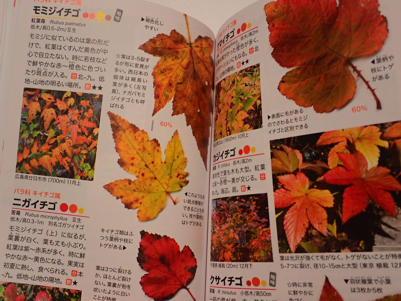 判小の葉の木 江口淳 1922年初版　木の葉の小判　赤い鳥社 出ました！『新紅葉ハンドブック』 : 葉っぱ塾～ブナの森から吹く風