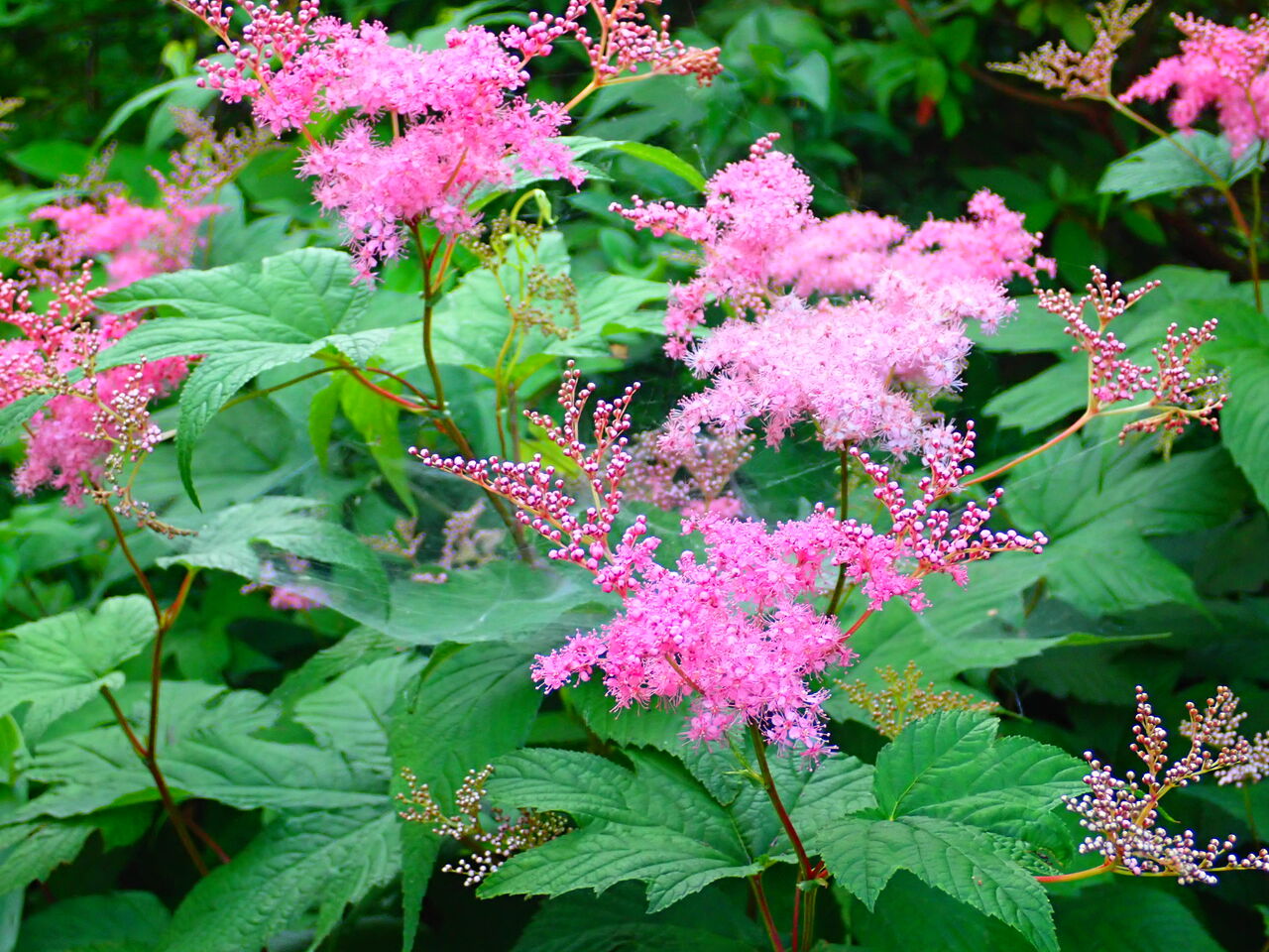 夏に向かう花々 庭に野に 葉っぱ塾 ブナの森から吹く風 夏に向かう花々 庭に野に 葉っぱ塾 ブナの森から吹く風