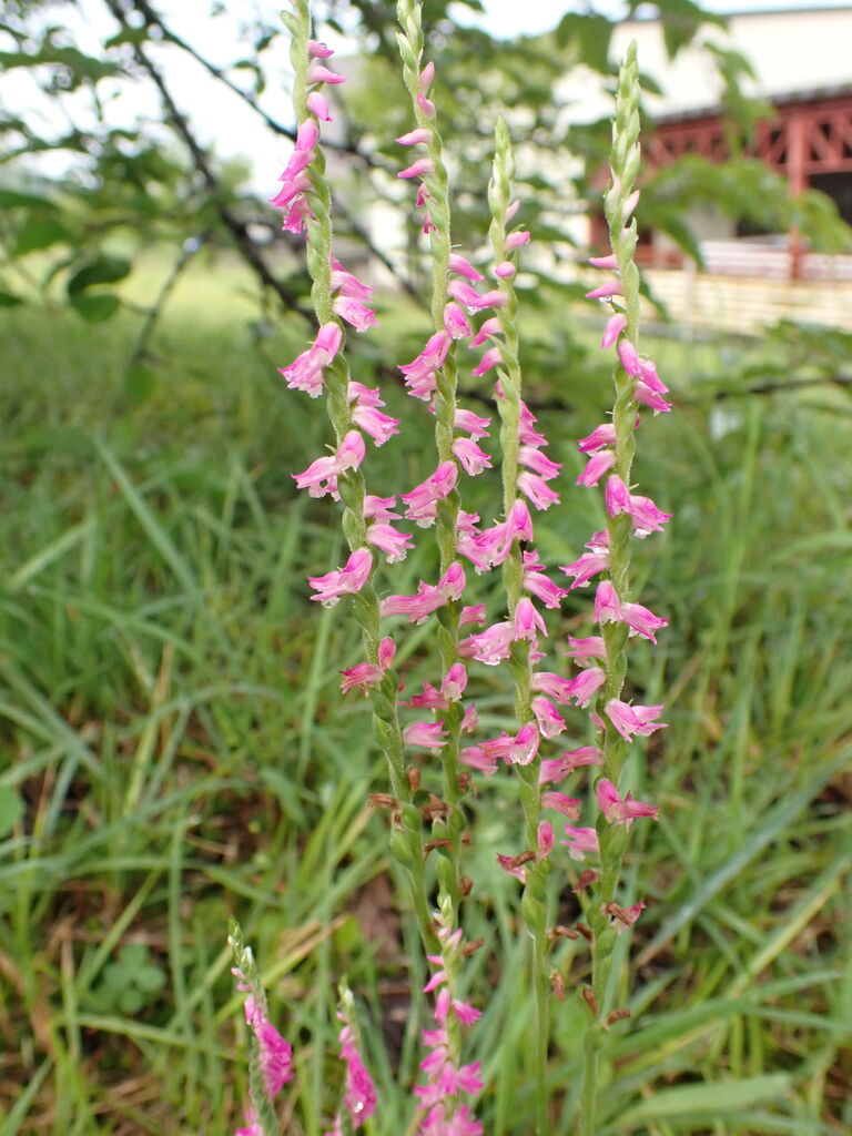 ネジバナ畑 見つけた 花のらせんの不思議 葉っぱ塾 ブナの森から吹く風