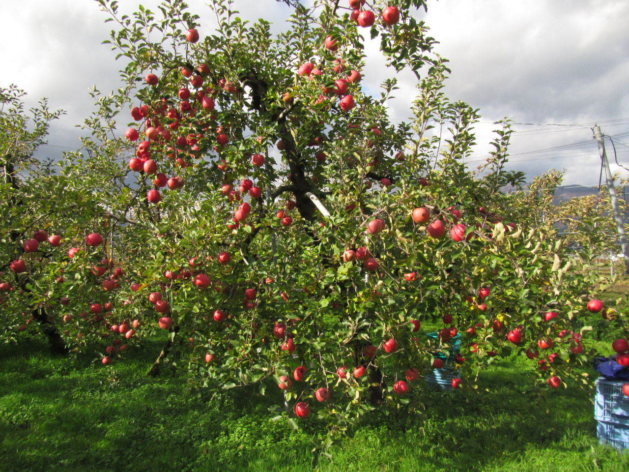 葉っぱ塾～ブナの森から吹く風:☆★最後のリンゴの木オーナーの収穫、無事終了！ - livedoor Blog（ブログ）