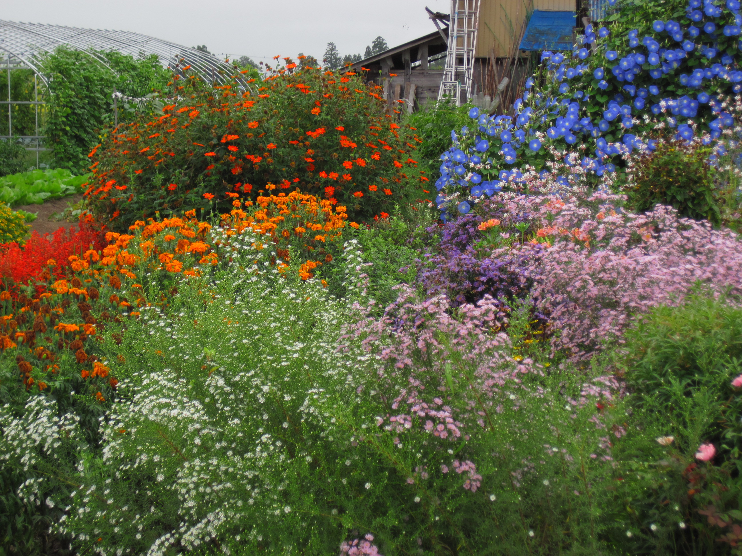 花のお庭 長井のターシャ 葉っぱ塾 ブナの森から吹く風